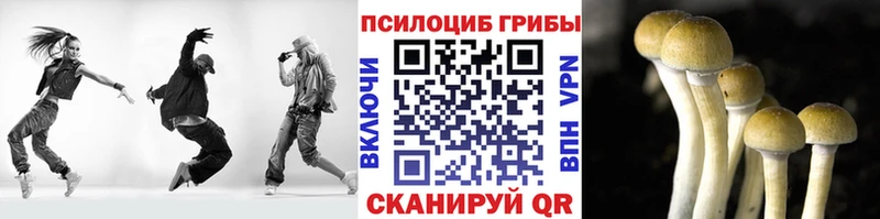 где купить   Пущино  Псилоцибиновые грибы Cubensis 